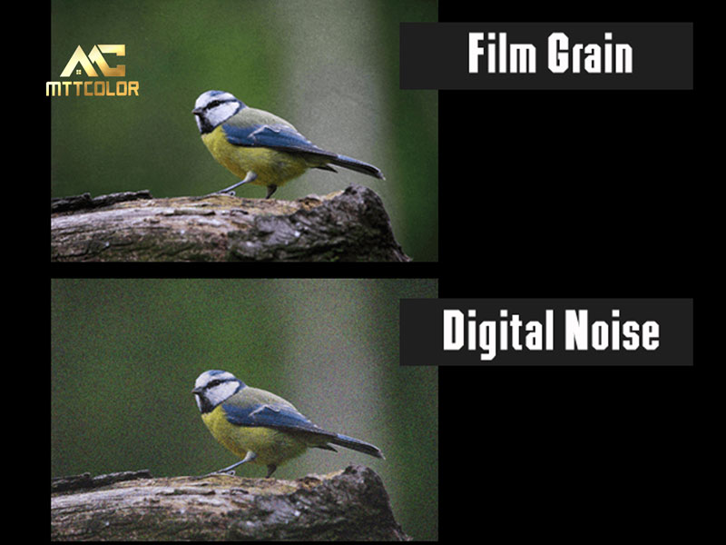 What Is Grain in Video?